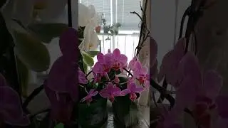 Июль, а мои орхидеи забыли, что им надо отдыхать. Радуют меня своим чарующим цветением.