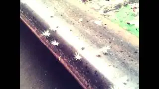 Интересные насекомые в Абхазии