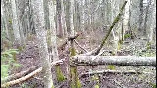 Прошелся по лесу! Благодать! отдых, душевное спокойствие!