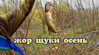 Осенний жор ЩУКИ.🐟