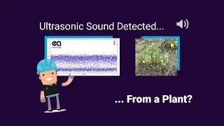 Plants have feelings too - Ultrasonic sound detected from plants