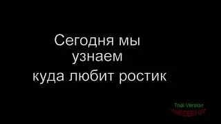 Кто такой Pozetiv4ik