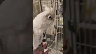 Boo Learns About Sara’s Egg: A Funny & Real Moment with Our Flock 🦜🥚