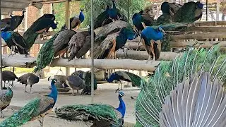 Peacock 🦚 @firsttimebyncn