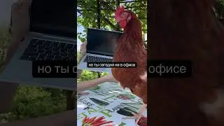 Какой офис, такие и коллеги #удаленка #айтишник #девелопер
