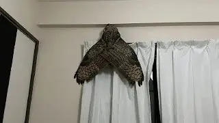 mariposa - memes em imagens