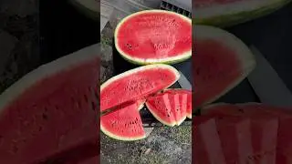 Как выбрать сладкий арбуз?