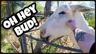 A GOAT IN THE STREET?! | Grom Sidecar