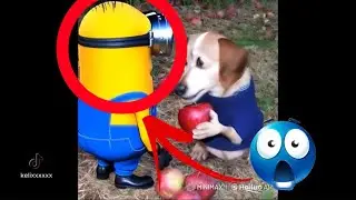Apple Dog being goofy for 3 minutes and 32 seconds