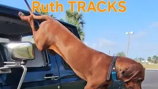 RUTH shows off her deer tracking skills in a hurry.