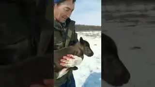 Как говорят оленята - видео с Сахалина