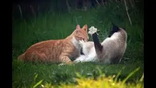 Kucing Gabut