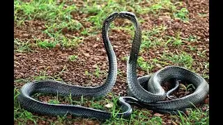 Snake on the Beach   Background Music | Nico Staf |D Music Gallery