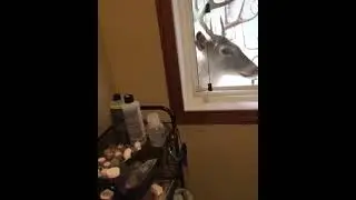 deer outside the window