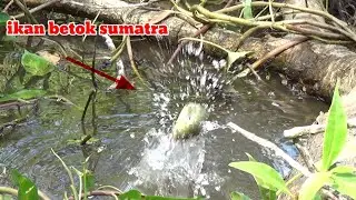 ternyata di pohon kayu ada ikan nya juga