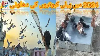 Pigeons 🕊️ bathed for the first time 🥰 in 2024 Amazing Video 🎉 || Animal Amazing Tv