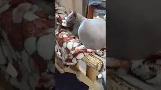 сладкий плед