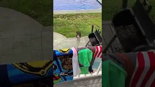 Dogs on a Rainy Day🤣 