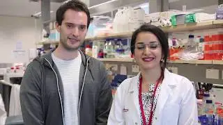 The link between Heart Attacks & Stem Cell Research - Victor Chang Cardiac Research Institute
