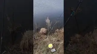 Рыбалка карась 16.04.21