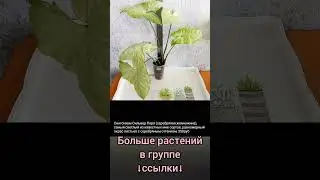 20.05.24 #Растения почтой🌿Липецк🌸Аглаонемы🌿🌸Эпипремнумы🌿Филодендроны🌸Орхидеи🌿Сингониумы🌸Сансевиерия