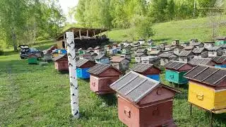 Медведи на пасеке?! Мощный электропастух/ Семья Фетистовых