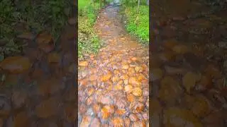 Relax Video😊 Puka Park 🏕 #shorts #video #youtube #viral #views AdiTube