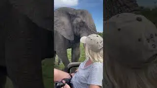 Bull Elephant approaches Jeep to make friends! #shorts #elephant #cute