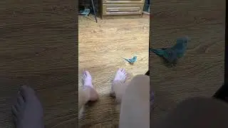 волнистый попугай, дерется с ногой