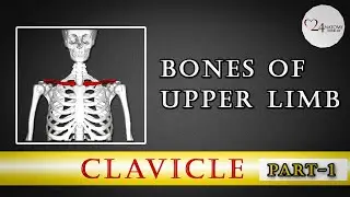 CLAVICLE BONE ANATOMY ( PART-1)