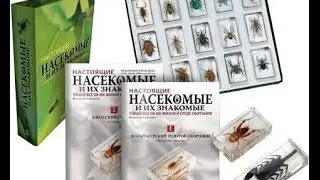 Насекомые и их знакомые #2 паук-крестовик