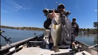 MURRAY PRODUCING HUGE BASS AND STRIPER RIGHT NOW!