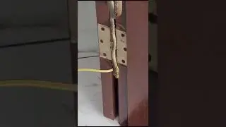 COBRA INOFENSIVA? SERÁ MESMO? #cobras #perigos