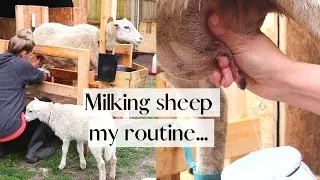 Milking Sheep + My Daily Milking Routine 🐑 || How we Lamb Share for Easy Milking!