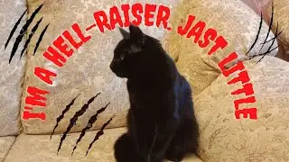 I'm a hell-raiser. Jast little.