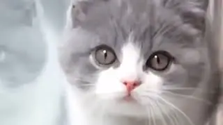 милые котики 😽