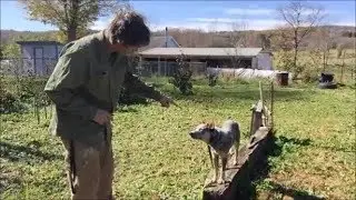 Why Dogs are trained as a series of steps for Advanced Training