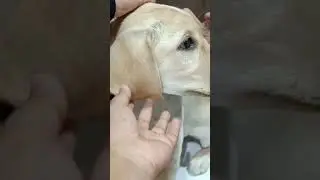 KASEY THE LABRADORS SECOND VACCINE COMPLETE . SHOULD I UPLOAD THE FULL VLOG? WOFWOF