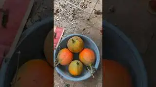 #harvest #harvesting #elladailylife #lythica