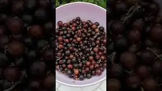 Урожай смородины собран...Что дальше?
