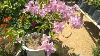 GARDEN RAID