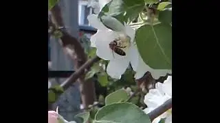 Яблони в цвету VID 157870502 025221 880
