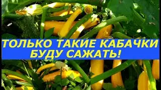 ГИГАНТСКИЙ УРОЖАЙ КАБАЧКОВ !ТЕПЕРЬ ТОЛЬКО ТАКИЕ КАБАЧКИ БУДУ САЖАТЬ !