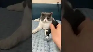 Cat's funny video 🤣😅