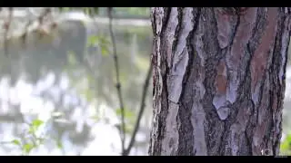 Clip Samara