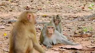 Adorable monkey wild living in jungle, So lovely monkey