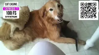Смешные коты и собаки до слёз с озвучкой! Самые смешные животные в видео! Приколы с животными
