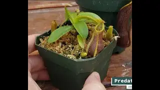 Hybrid Highlight: Nepenthes Stoic Twilight (N. spathulata x tentaculata)