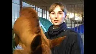 Школа конного спорта 