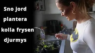 Ta fram våren! sno jord, plantera om tomater, ärtor mm, kolla kylen & djuren såklart!